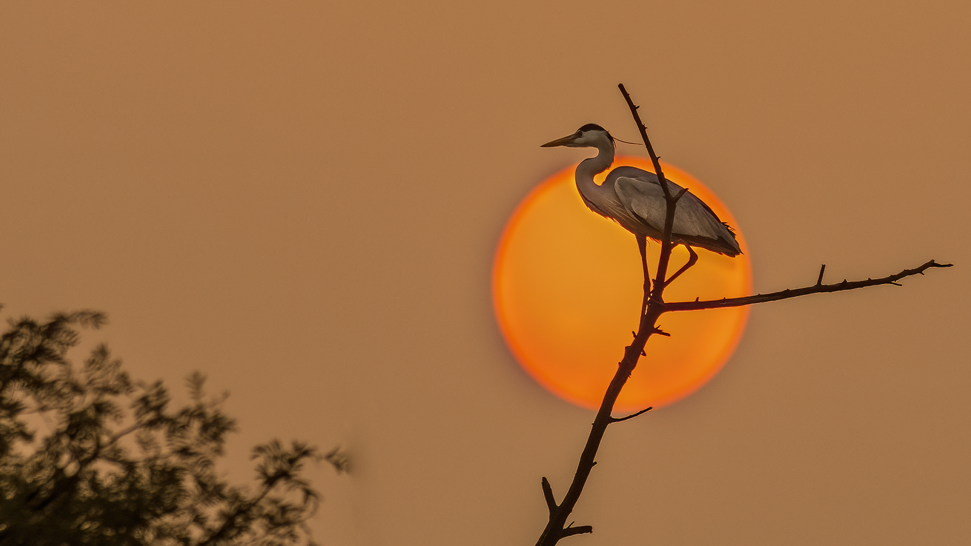 A Grey heron basks in the golden light of the sun at Keoladeo National Park © WWW.NEJIBAHMED.COM .jpg